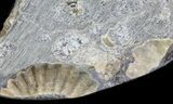 Cut Ammonite Fossil Slab - Marston Magna Marble #63813-1